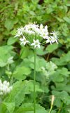 Allium tuberosum