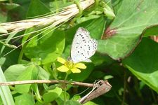 helblua papilieto