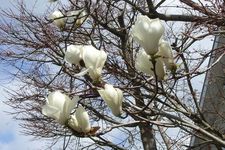 blanka magnolio