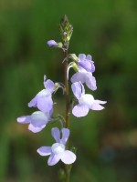 pinfolia linario