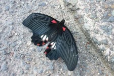 papilio vundita