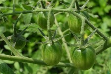tomato fruktas