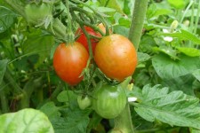 tomatoj ruĝiĝas