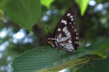 blankmakula papilio