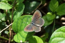 helblua papilieto