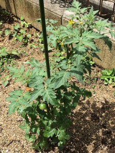 Jen aperis verda frukteto de tomato.